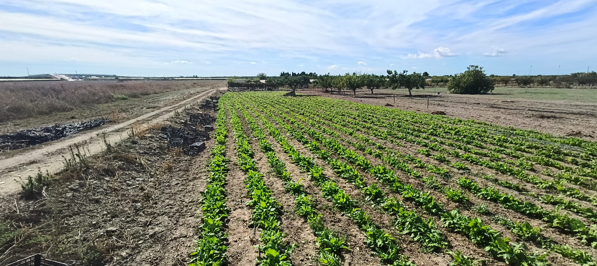 Terreno agricolo in vendita, località Boccadoro - Contrada Le Paludi - Trani.